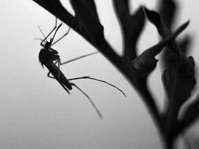 About Organic Pest Control Randolph - organic pest control experts in Randolph